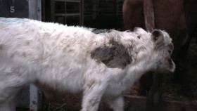Winter on the Farm S01E01 1080p HEVC x265-MeGusta EZTV