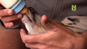 Work On The Wild Side S01E03 1080p HDTV H264-CBFM EZTV