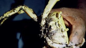 World of Flavor With Big Moe Cason S01 1080p DSNP WEBRip DDP5 1 x264-KOGi EZTV