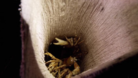 World Of Flavor With Big Moe Cason S01 720p WEBRip AAC2 0 x264-CBFM EZTV