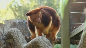 Worlds Cutest Animals S01E02 Jolly Jumpers 720p WEBRip x264-CAFFEiNE EZTV