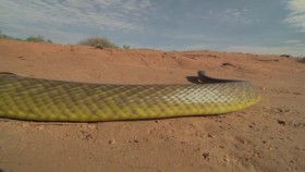 Worlds Deadliest Snakes S01E01 Snakes of the Pacific 720p HEVC x265-MeGusta EZTV