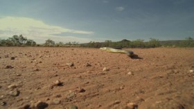 Worlds Deadliest Snakes S01E01 Snakes of the Pacific 720p WEBRip x264-CAFFEiNE EZTV