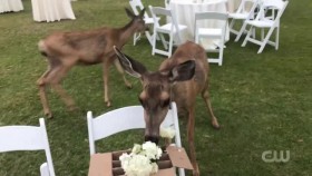 Worlds Funniest Animals S01E01 XviD-AFG EZTV