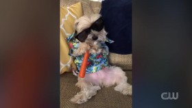 Worlds Funniest Animals S01E13 720p WEB h264-BAE EZTV