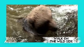 Worlds Funniest Animals S01E16 XviD-AFG EZTV