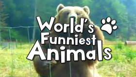 Worlds Funniest Animals S03E02 1080p WEB h264-KOGi EZTV