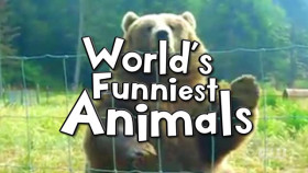 Worlds Funniest Animals S03E02 XviD-AFG EZTV