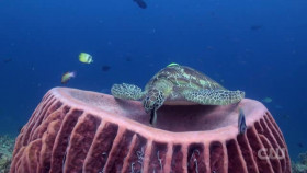 Worlds Funniest Animals S03E05 XviD-AFG EZTV