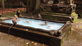 Worlds Funniest Animals S03E14 XviD-AFG EZTV