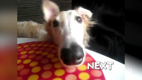 Worlds Funniest Animals S04E02 1080p HEVC x265-MeGusta EZTV