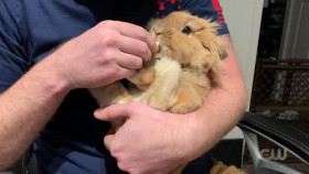 Worlds Funniest Animals S04E08 XviD-AFG EZTV