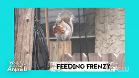 Worlds Funniest Animals S04E09 1080p HEVC x265-MeGusta EZTV