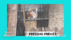 Worlds Funniest Animals S04E09 480p x264-RUBiK EZTV