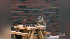 Worlds Funniest Animals S04E11 1080p WEB h264-EDITH EZTV