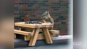 Worlds Funniest Animals S04E11 480p x264-RUBiK EZTV