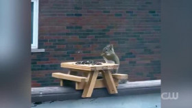 Worlds Funniest Animals S04E11 XviD-AFG EZTV