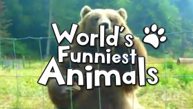 Worlds Funniest Animals S04E12 1080p HEVC x265-MeGusta EZTV