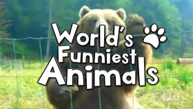 Worlds Funniest Animals S04E12 1080p WEB h264-EDITH EZTV