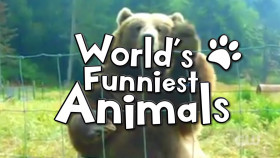 Worlds Funniest Animals S04E13 1080p HEVC x265-MeGusta EZTV