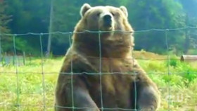 Worlds Funniest Animals S04E13 1080p WEB h264-EDITH EZTV