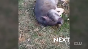 Worlds Funniest Animals S04E15 1080p HEVC x265-MeGusta EZTV