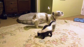 Worlds Funniest Animals S04E15 1080p WEB h264-EDITH EZTV