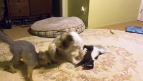 Worlds Funniest Animals S04E15 XviD-AFG EZTV