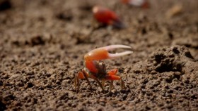 Worlds Sneakiest Animals 3of3 Sex Lies and Dirty Tricks 1080p x264 HDTV EZTV