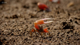 Worlds Sneakiest Animals S01E03 Sex Lies and Dirty Tricks 1080p WEBRip x264-CBFM EZTV