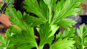 Worst Cooks in America S28E04 Celeb Heroes Taste Your Tale 720p AMZN WEB-DL DDP2 0 H 264-RAWR EZTV