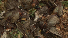 Yellowstone Wardens S05E01 XviD-AFG EZTV