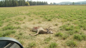 Yellowstone Wardens S06E03 720p HEVC x265-MeGusta EZTV