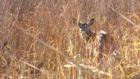 Yellowstone Wardens S06E11 1080p HEVC x265-MeGusta EZTV