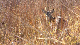 Yellowstone Wardens S06E11 1080p WEB h264-FREQUENCY EZTV