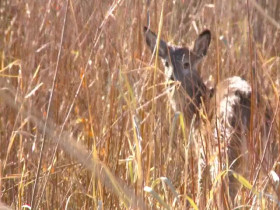 Yellowstone Wardens S06E11 480p x264-mSD EZTV