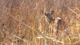 Yellowstone Wardens S06E11 720p HEVC x265-MeGusta EZTV